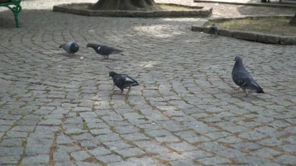 Pigeons taking off in a park — Stock Video