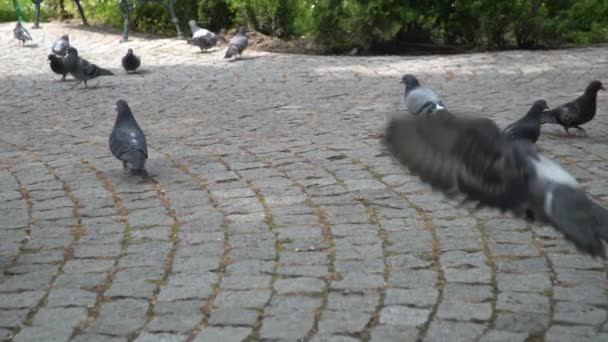 Pigeons taking off in a park