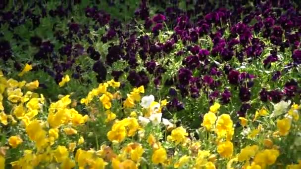 Panorámica sobre la fila de flores de colores — Vídeo de stock