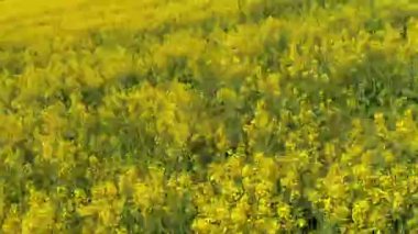 Kolza alanı üzerinde hızlı uçmak