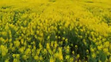 Kolza alanı üzerinde hızlı uçmak