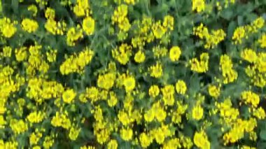 Kolza alanı üzerinde hızlı uçmak