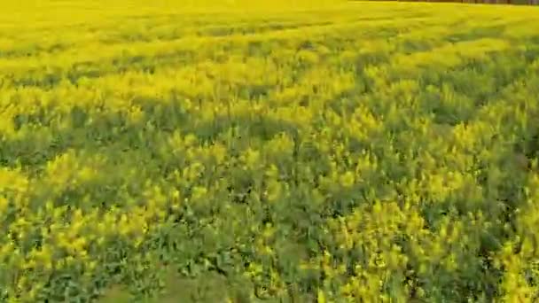 Vol rapide au-dessus du champ de colza 