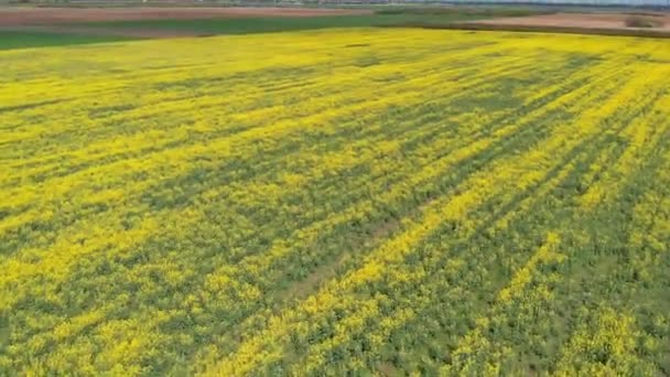 Schneller Flug über Rapsfeld — Stockvideo