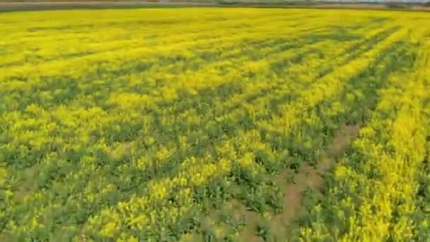 Volando rápido sobre el campo de colza — Vídeo de stock