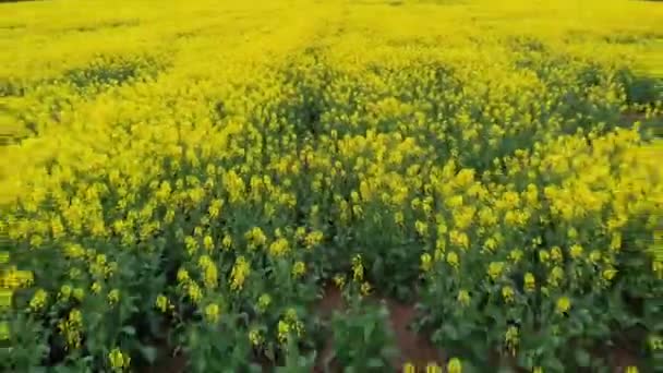 Flying fast over rapeseed field — Stock Video