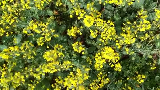 Flying fast over rapeseed field — Stock Video