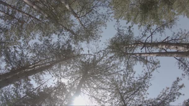 Вид снизу на сосновый лес и вейкер — стоковое видео
