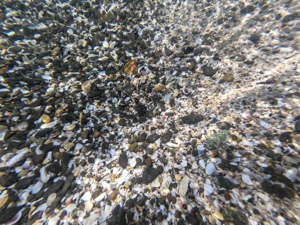 Kumda renkli deniz kabukları sualtı görünümü — Stok fotoğraf