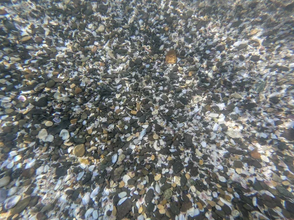 Kumda renkli deniz kabukları sualtı görünümü — Stok fotoğraf
