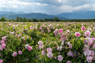 Trakya Gül Vadisi 'nde gün batımında bir bahçede Bulgar pembe gülleri sergileniyor. İnanılmaz renkler.