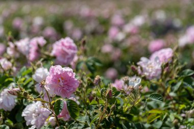 Bulgaristan 'ın Trakya Vadisi' ndeki bir tarlada gün batımında gerçekleşen Bulgar pembe gülünün yakın çekimi