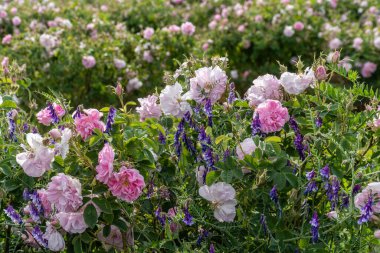 Pembe gül ve lavanta - bir bahçede yan yana büyüyen Bulgar tarımının iki sembolü