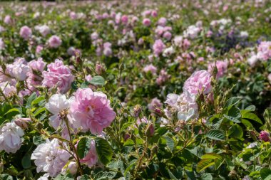 Bulgaristan 'ın Trakya Vadisi' ndeki bir tarlada gün batımında gerçekleşen Bulgar pembe gülünün yakın çekimi