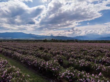 Trakya Gül Vadisi 'nde gün batımında bir bahçede Bulgar pembe gülleri sergileniyor. İnanılmaz renkler.
