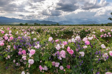 Trakya Gül Vadisi 'nde gün batımında bir bahçede Bulgar pembe gülleri sergileniyor. İnanılmaz renkler.