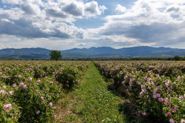 Trakya Gül Vadisi 'nde gün batımında bir bahçede Bulgar pembe gülleri sergileniyor. İnanılmaz renkler.