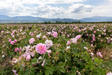 Trakya Gül Vadisi 'nde gün batımında bir bahçede Bulgar pembe gülleri sergileniyor. İnanılmaz renkler.
