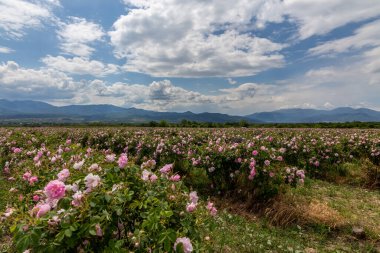 Trakya Gül Vadisi 'nde gün batımında bir bahçede Bulgar pembe gülleri sergileniyor. İnanılmaz renkler.