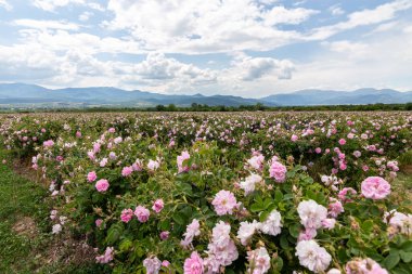 Trakya Gül Vadisi 'nde gün batımında bir bahçede Bulgar pembe gülleri sergileniyor. İnanılmaz renkler.