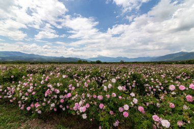 Trakya Gül Vadisi 'nde gün batımında bir bahçede Bulgar pembe gülleri sergileniyor. İnanılmaz renkler.