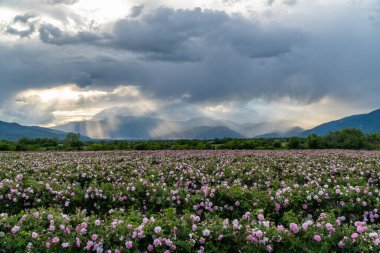 Trakya Gül Vadisi 'nde gün batımında bir bahçede Bulgar pembe gülleri sergileniyor. İnanılmaz renkler.