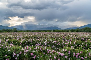 Trakya Gül Vadisi 'nde gün batımında bir bahçede Bulgar pembe gülleri sergileniyor. İnanılmaz renkler.