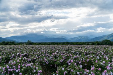 Trakya Gül Vadisi 'nde gün batımında bir bahçede Bulgar pembe gülleri sergileniyor. İnanılmaz renkler.