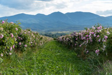 Trakya Gül Vadisi 'nde gün batımında bir bahçede Bulgar pembe gülleri sergileniyor. İnanılmaz renkler.