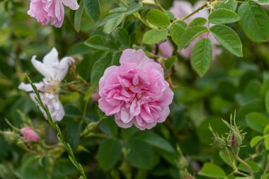 Bulgaristan 'ın Trakya Vadisi' ndeki bir tarlada gün batımında gerçekleşen Bulgar pembe gülünün yakın çekimi