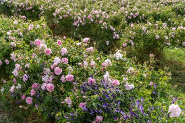 Trakya Gül Vadisi 'nde gün batımında bir bahçede Bulgar pembe gülleri sergileniyor. İnanılmaz renkler.