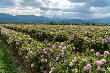 Trakya Gül Vadisi 'nde gün batımında bir bahçede Bulgar pembe gülleri sergileniyor. İnanılmaz renkler.