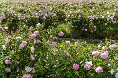 Trakya Gül Vadisi 'nde gün batımında bir bahçede Bulgar pembe gülleri sergileniyor. İnanılmaz renkler.