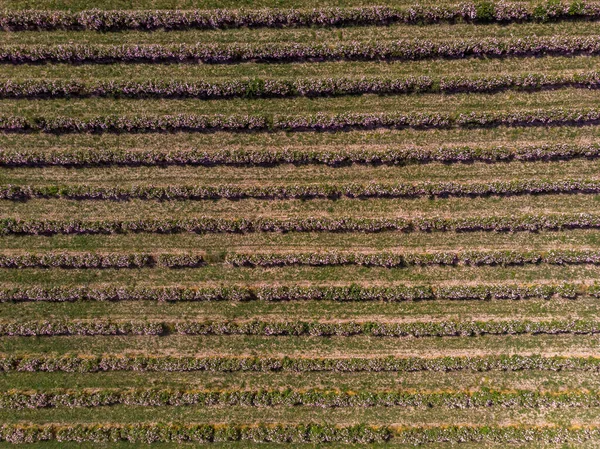 Aerial view of rows of bulgarian pink rose bushes