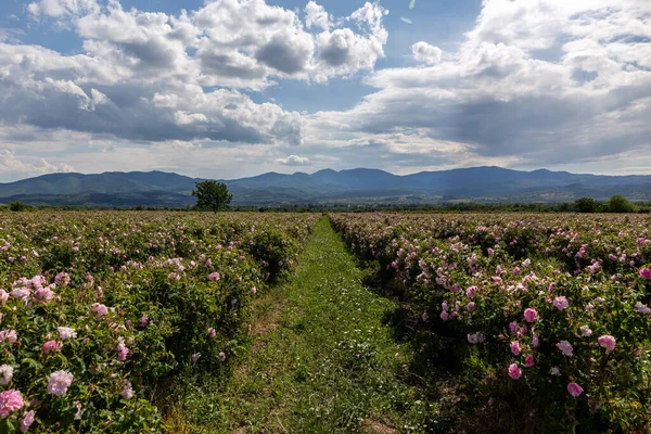 Rows of Bulgarian pink rose in a garden during sunset located in the Thracian Rose valley. Amazing colors.