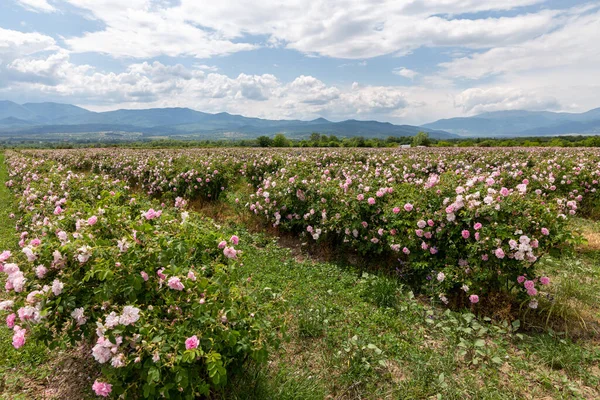 Trakya Gül Vadisi 'nde gün batımında bir bahçede Bulgar pembe gülleri sergileniyor. İnanılmaz renkler.