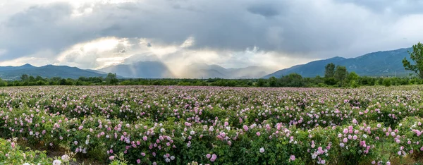 Mega Panorama Rose Valley Bulgaria Sunbeams Lighting Mountain Range Background — Stock Photo, Image
