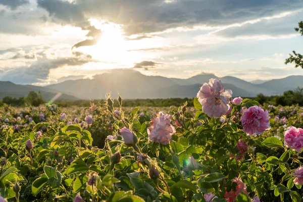 Closeup of bulgarian pink rose during sunset in a field located in the Thracian valley in Bulgaria
