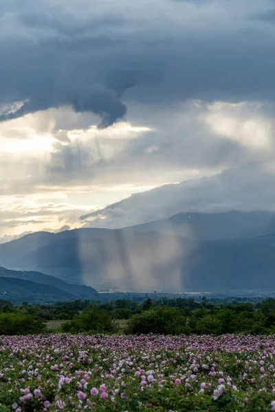 Sunbeams peaking through the clouds and lighting the Rose valley in Bulgaria