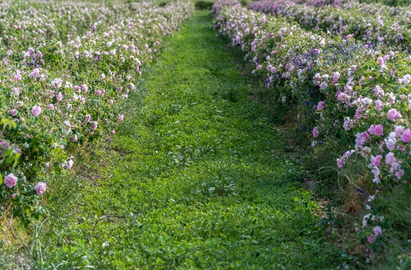 Trakya Gül Vadisi Nde Gün Batımında Bir Bahçede Bulgar Pembe — Stok fotoğraf