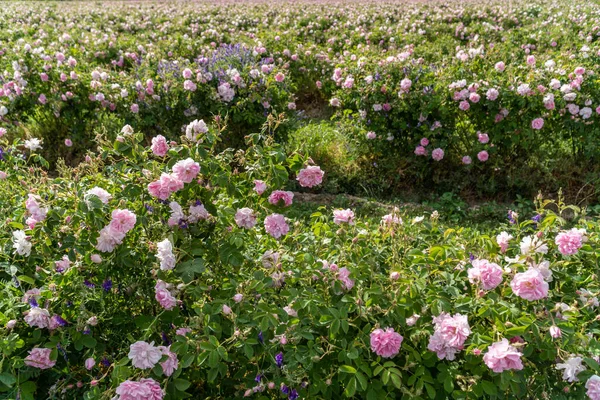 Trakya Gül Vadisi 'nde gün batımında bir bahçede Bulgar pembe gülleri sergileniyor. İnanılmaz renkler.