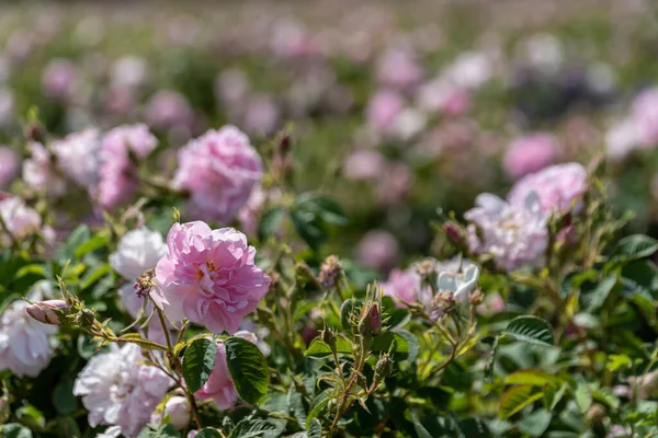 保加利亚色雷斯谷地的一块田里 日落时分 公牛粉红色的玫瑰被遮住了 免版税图库图片
