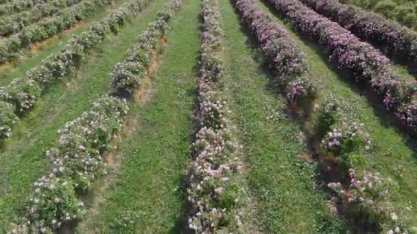 Luchtdrone Vlucht Eindeloze Rijen Bolvormige Roze Rozenstruik Een Vallei — Stockvideo