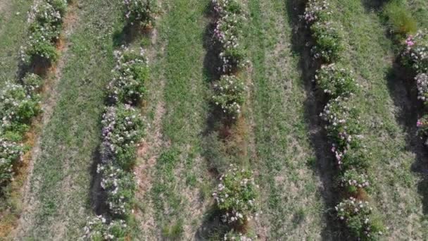 Voo Drone Aéreo Sobre Fileiras Intermináveis Rosa Búlgara Vale — Vídeo de Stock