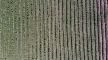 Uçan İHA 'lar, bir vadideki sonsuz sıra pembe gül çalılarının üzerinde uçuyor.