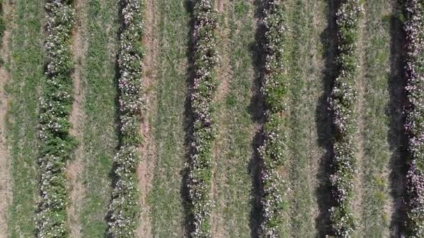 谷のブルガリアのピンクのバラの茂みの無限の行の上の空中ドローン飛行 — ストック動画