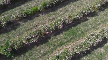 Uçan İHA 'lar, bir vadideki sonsuz sıra pembe gül çalılarının üzerinde uçuyor.