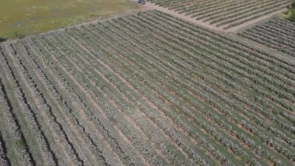 Voo Drone Aéreo Sobre Fileiras Intermináveis Rosa Búlgara Vale — Vídeo de Stock