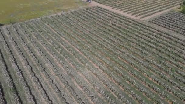 Luchtdrone Vlucht Eindeloze Rijen Bolvormige Roze Rozenstruik Een Vallei — Stockvideo