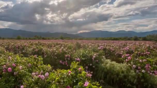 Niesamowity Zachód Słońca Timelapse Nad Rzędami Krzewów Bułgarskiego Różowego Ogrodu — Wideo stockowe